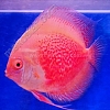 Red & White 11 - 12 cm Red-White-11-12-cm