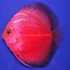 Red-White-13-14-cm