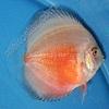 Red-White-5-6-cm
