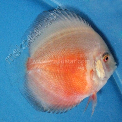 Red & White 5 - 6 cm