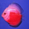 Red-White-7-8-cm