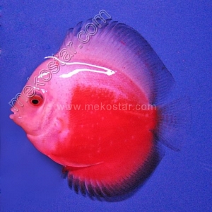 Red-White-7-8-cm