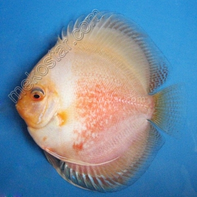 Red & White 9 - 10 cm