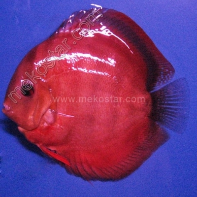 Rose Red 11 - 12 cm Rose Red 11 - 12 cm