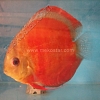 Rose Red 13 - 14 cm Rose-Red-13-14-cm