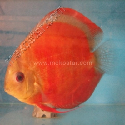 Rose Red 13 - 14 cm