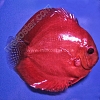Rose Red 15 - 16 cm Rose-Red-15-16-cm