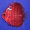 Rose-Red-5-6-cm