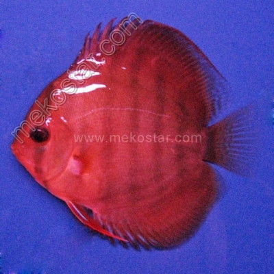 Rose Red 5 - 6 cm