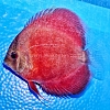 Rose-Red-7-8-cm