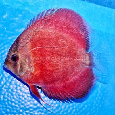 Rose Red 7 - 8 cm
