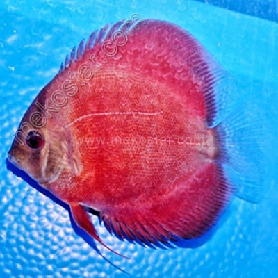 Rose Red 9 - 10 cm
