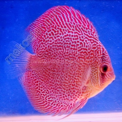 Snake Turquoise Red Spot 11 - 12 cm Snake Turquoise Red Spot 11 - 12 cm