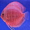 Snake Turquoise Red Spot 13 - 14 cm Snake-Turquoise-Red-Spot-13-14-cm