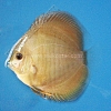 Snake-Turquoise-Red-Spot-5-6-cm