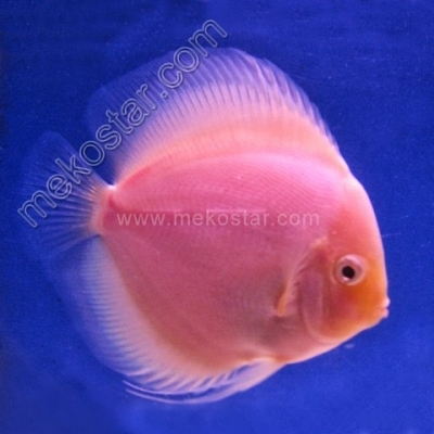 Snow White 9 - 10 cm