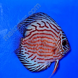 Turquoise-Blue-11-12-cm