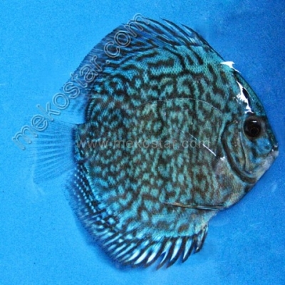 Turquoise Blue 7 - 8 cm