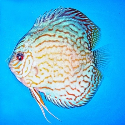 Turquoise Blue 9 - 10 cm