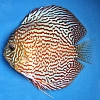 Turquoise-Red-11-12-cm