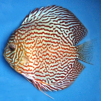 Turquoise Red 11 - 12 cm