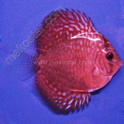 Turquoise Red 5 - 6 cm