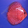 Turquoise-Red-7-8-cm
