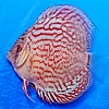 Turquoise-Red-9-10-cm