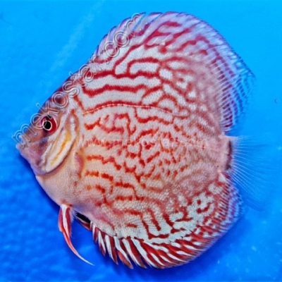 Turquoise Red 9 - 10 cm